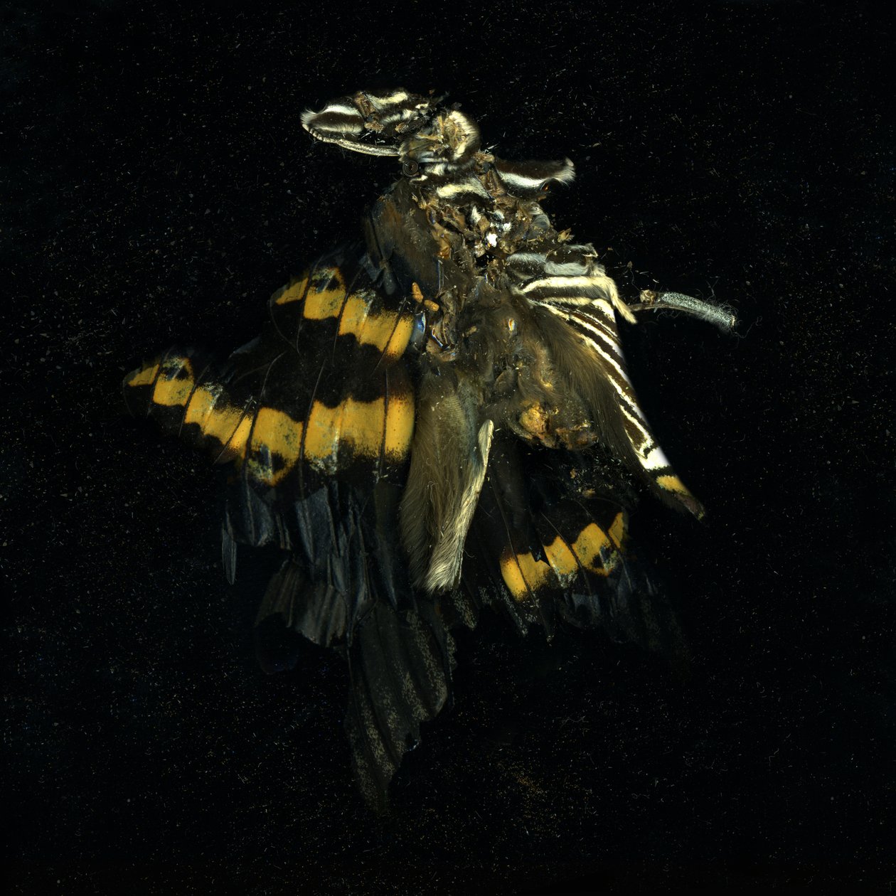 Insektizid 17 von Mat Collishaw