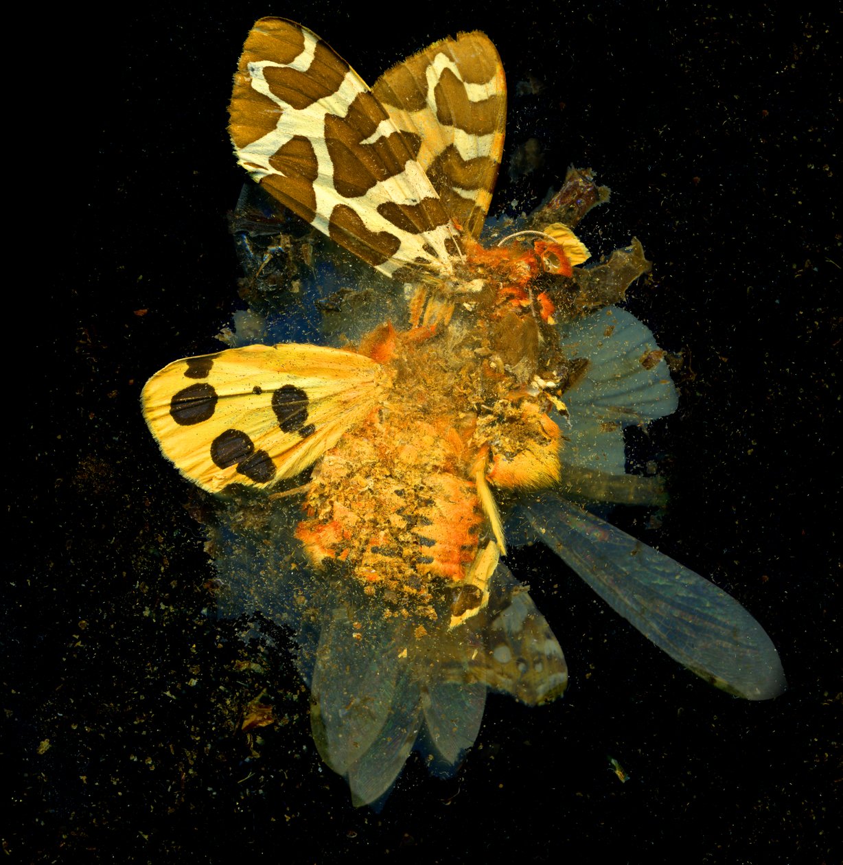 Insektizid 24, 2008 von Mat Collishaw