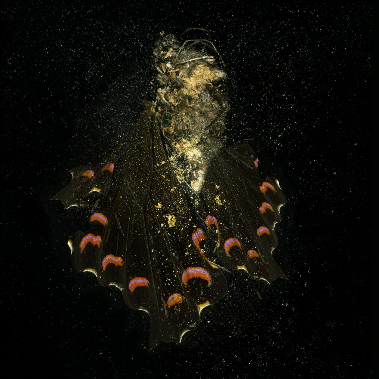 Insektizid 28, 2011 von Mat Collishaw