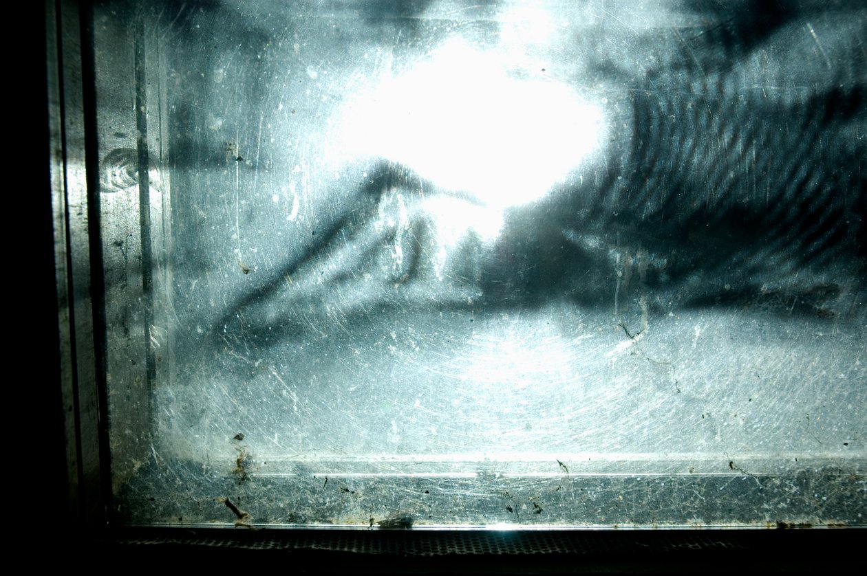 Wurmfarm, 2009 von Mat Collishaw