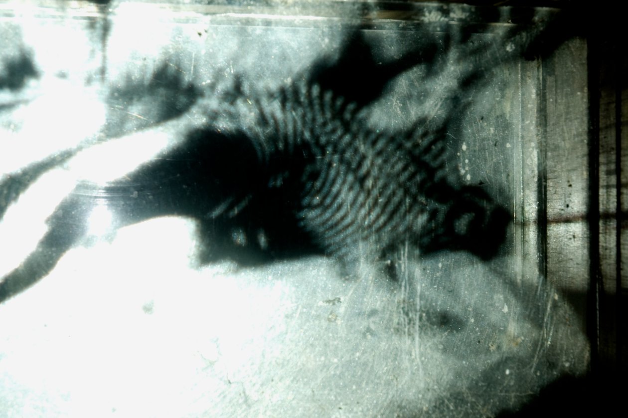 Wurmfarm, 2009 von Mat Collishaw