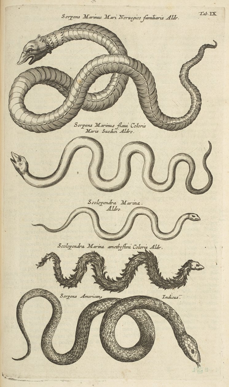 Tafel IX, Seeschlangen, Illustration aus 