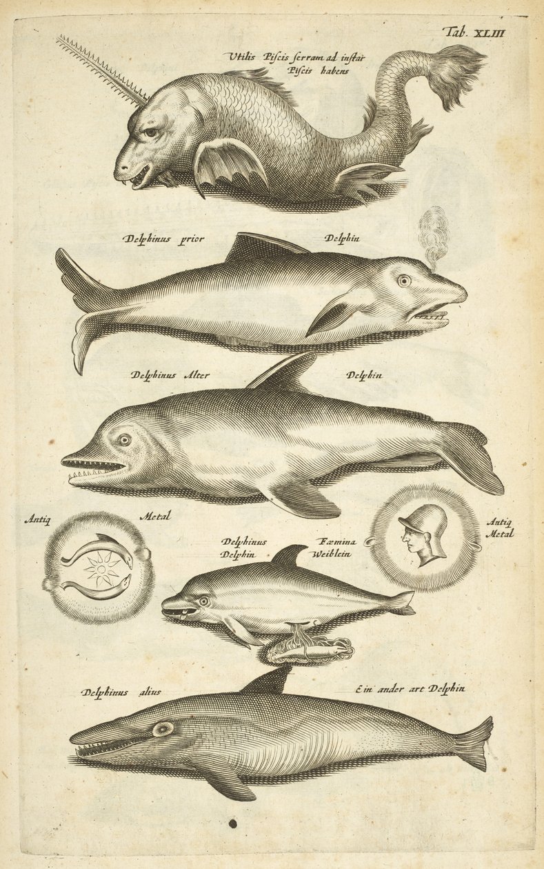 Tafel XLIII, Delfine, Illustration aus 