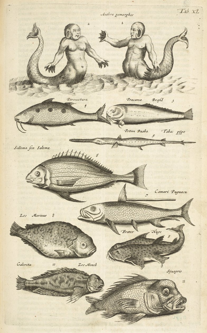 Tafel XL, Anthropomorphos; Meerjungfrau; Meermann; Tropische Fische, Illustration aus 