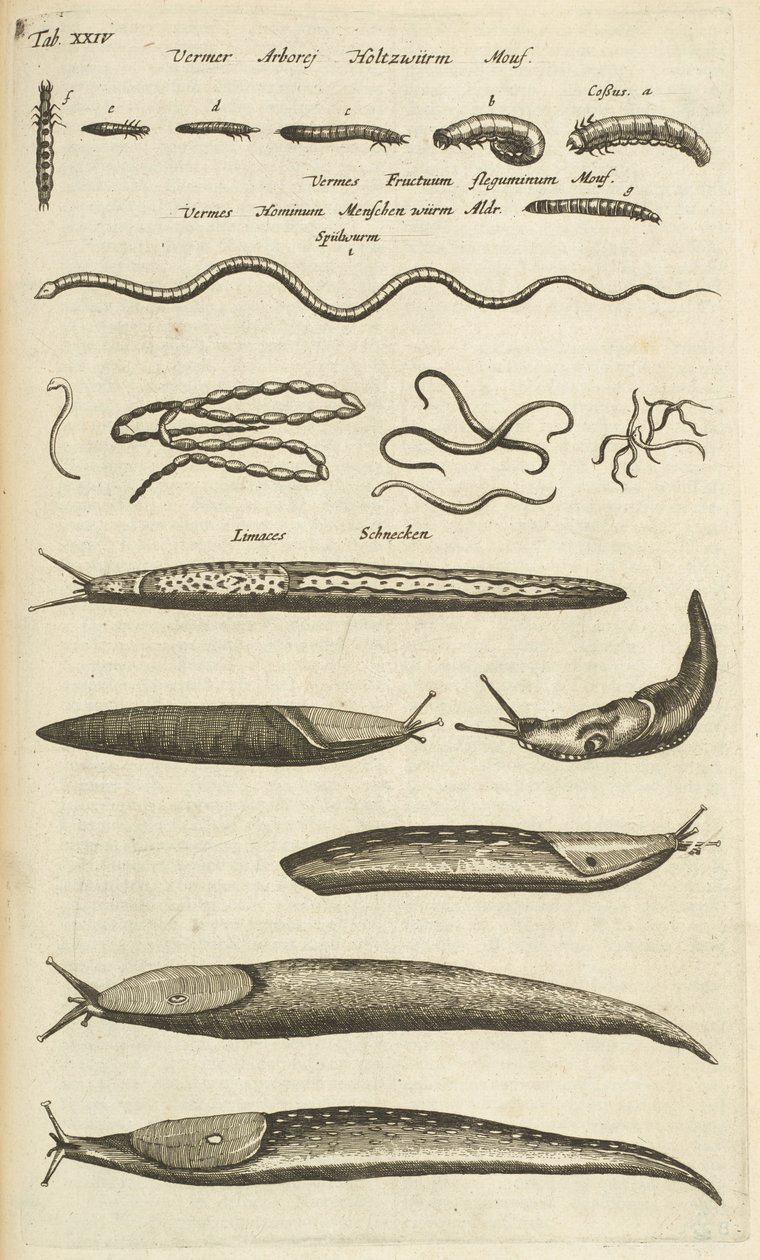 Tafel XXIV, Schnecken und Würmer, Illustration aus 