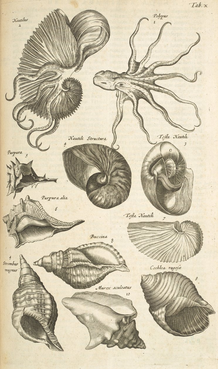 Tafel X, Oktopus und Nautilus-Schalen, Illustration aus 