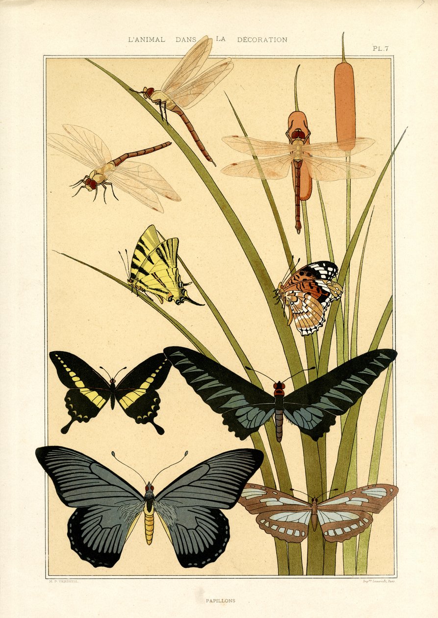 Naturstudien von Schmetterlingen und Libellen von Maurice Pillard Verneuil