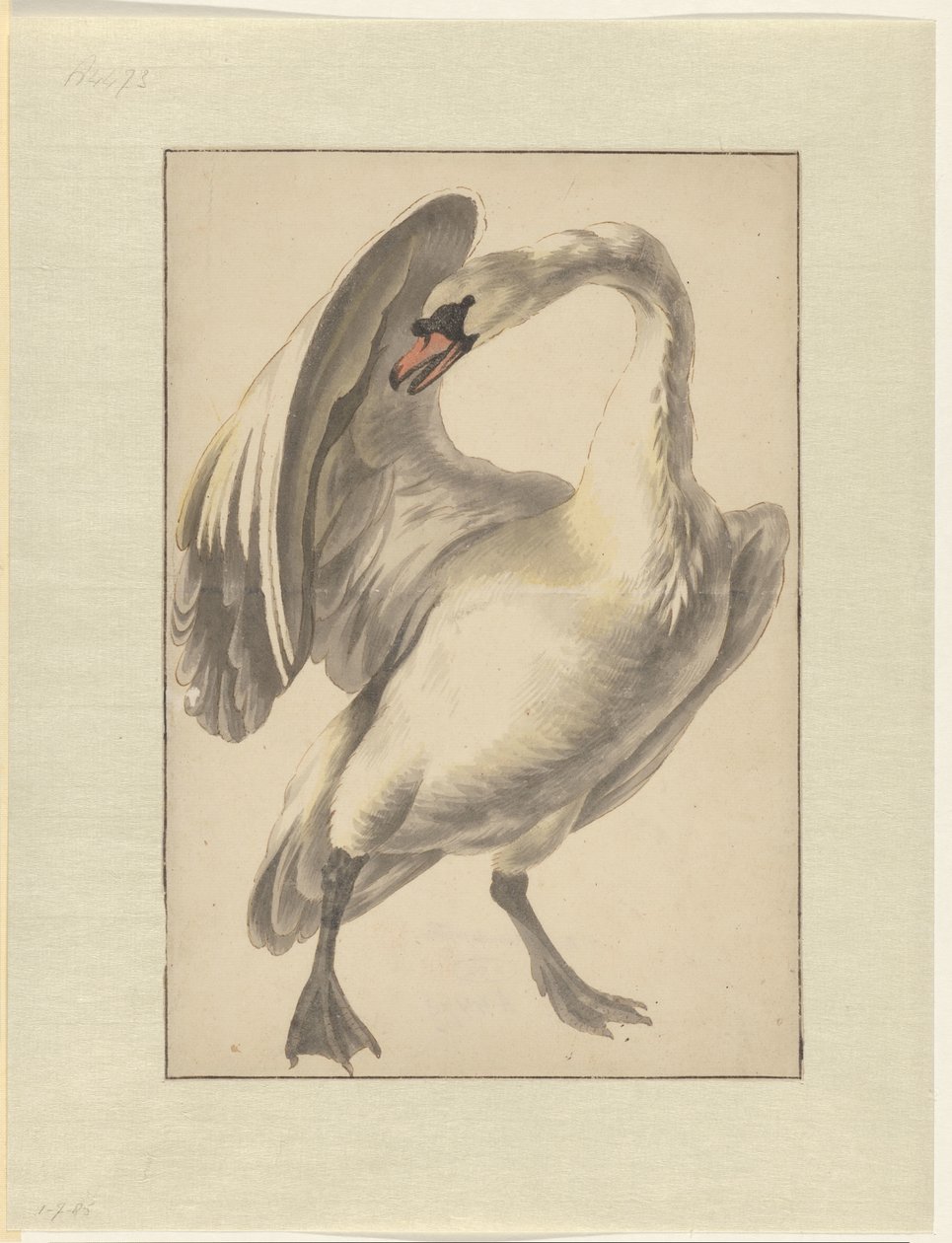 Weißer zahmer Schwan von Melchior d