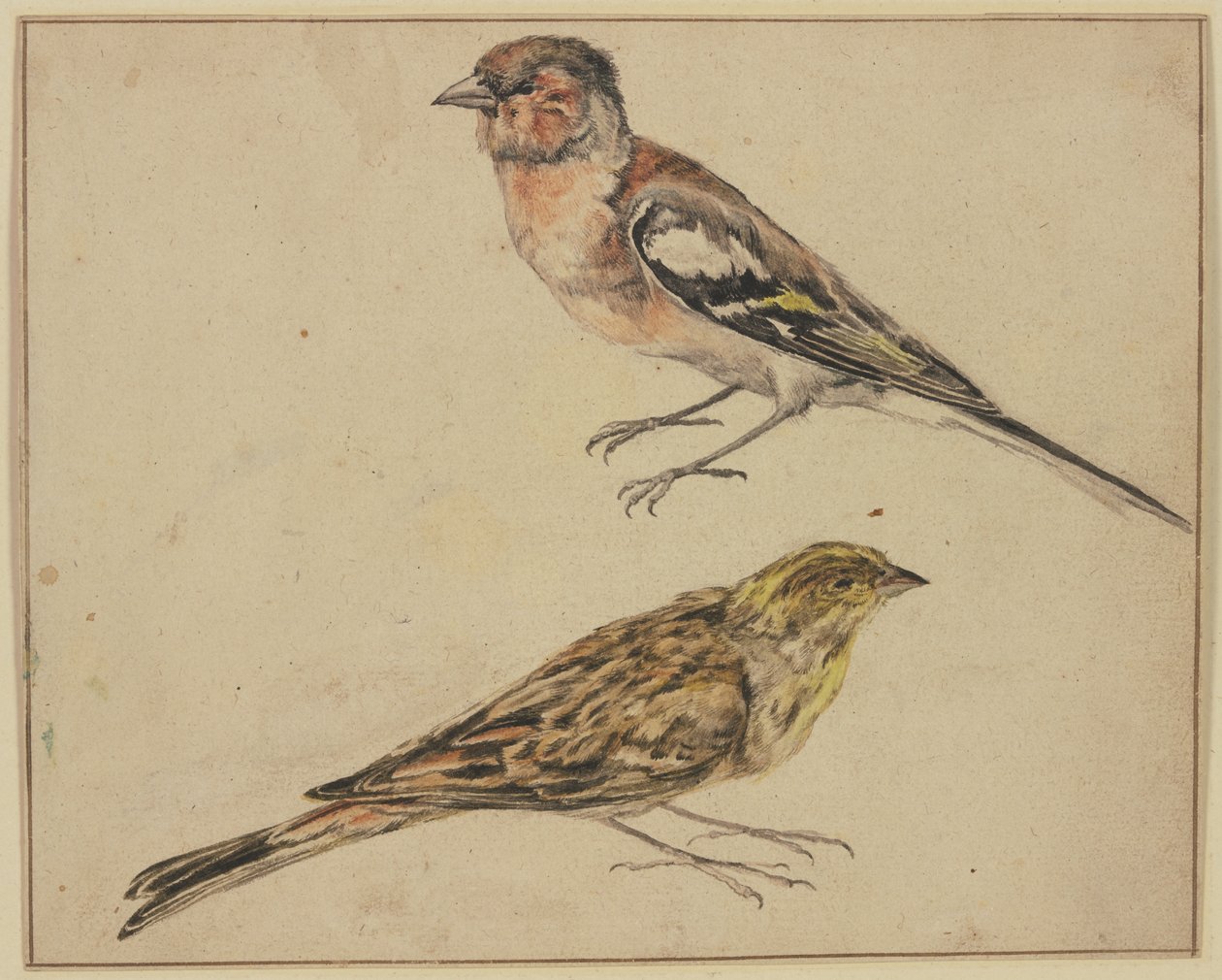 Ein Distelfink und ein Hänfling von Melchior de Hondecoeter