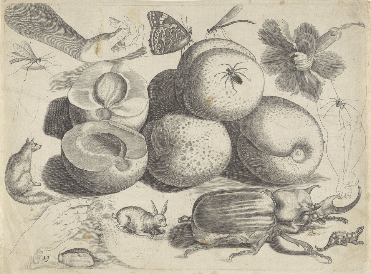 Studienblatt mit Zeichenbeispielen: Früchte, Tiere, Insekten und Hände von Michael Snijders
