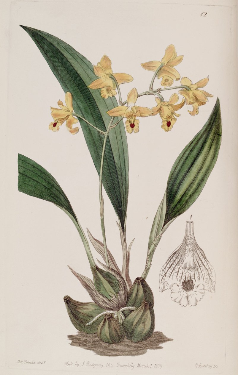 Bifrenaria vitellina von Miss Drake: hochwertiger Kunstdruck