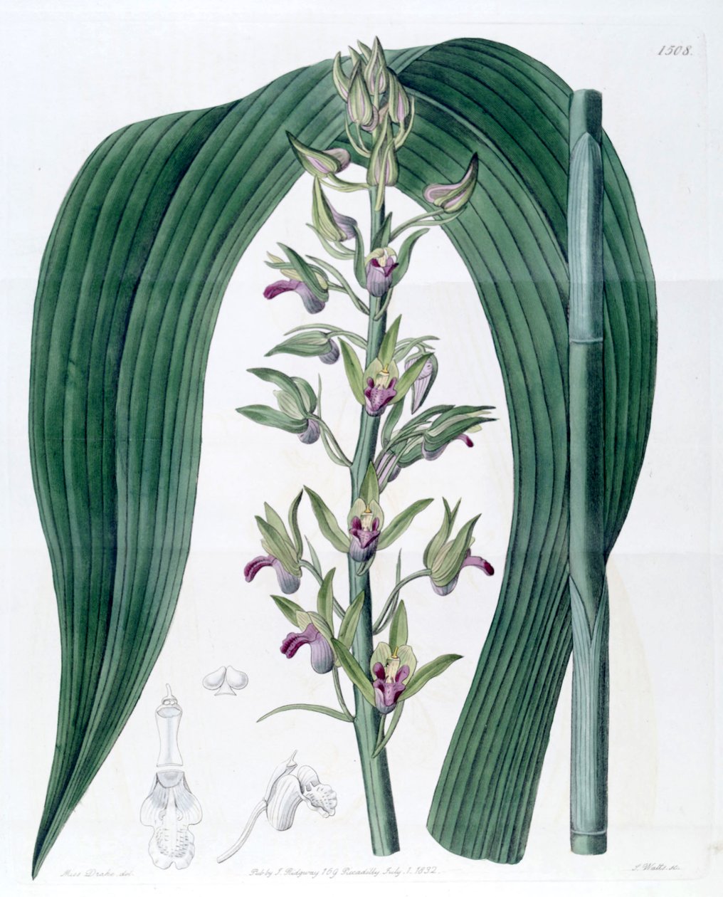 Eulophia alta (als syn. Cyrtopodium woodfordii) von Miss Drake