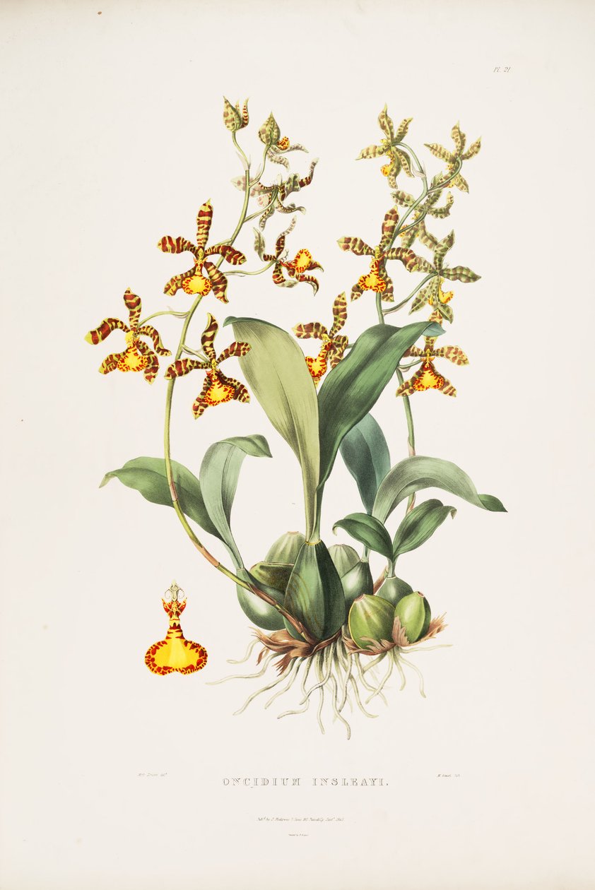 Illustration von Rossioglossum insleayi (als syn. Oncidium insleayi) von Miss Drake