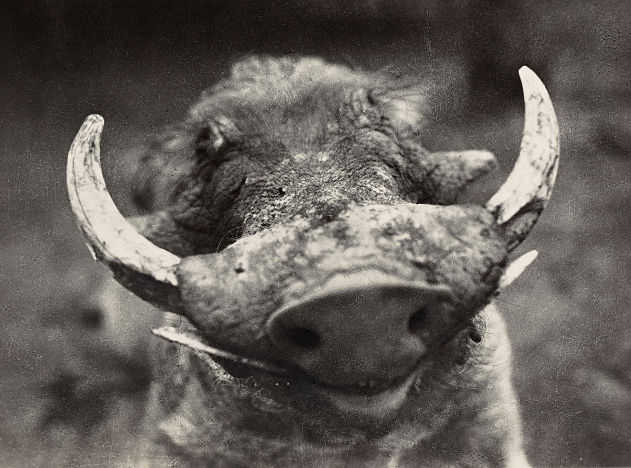 Kopf eines Wildschweins, 09/05/1936 von Modestino Baldinetti