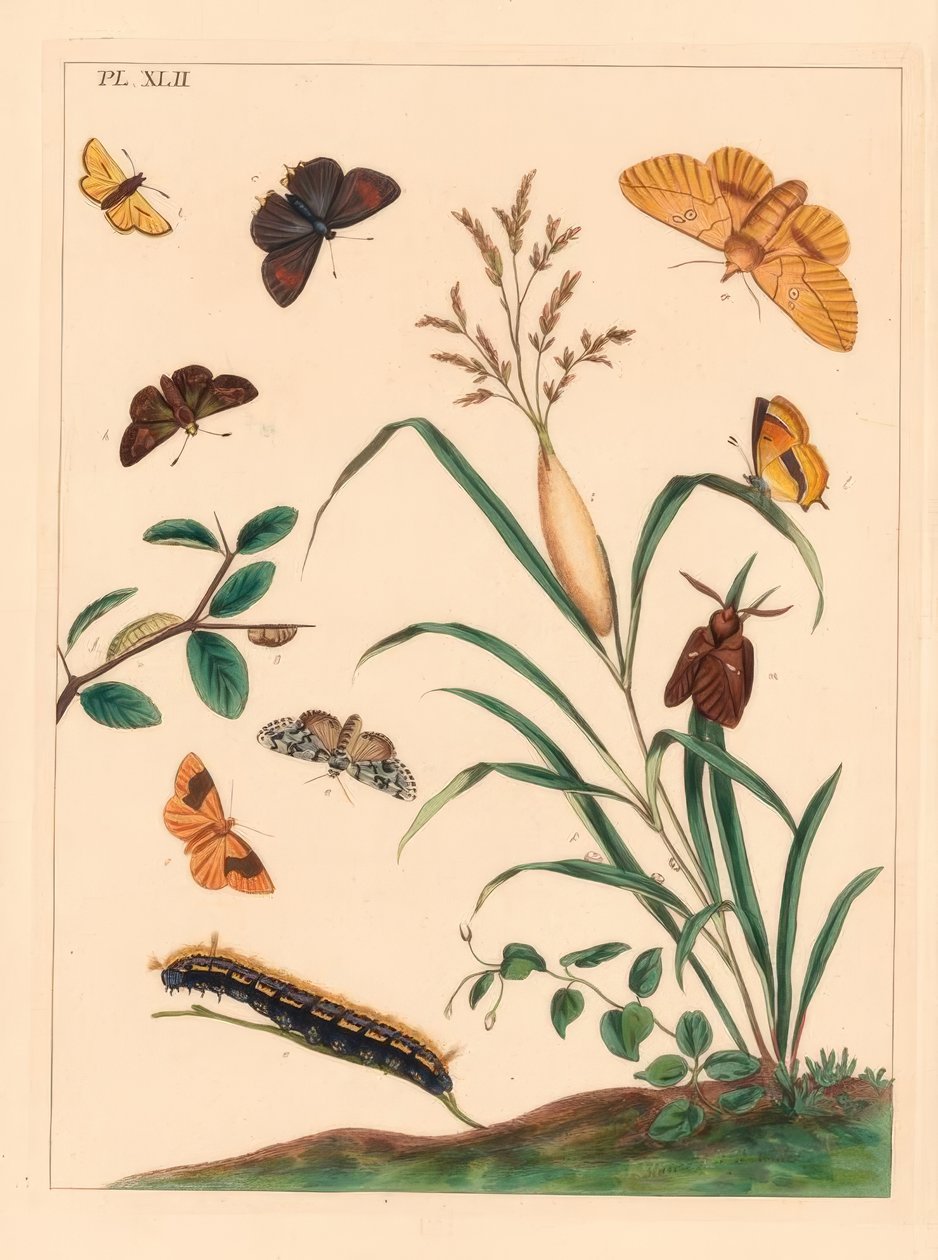 Trinkermotte, Euthrix potatoria, Brauner Haarstrich, Thecla betulae, Großer Heufalter, Ochlodes sylvanus, Kleiner Heufalter, Thymelicus sylvestris, Seltene Wunder des Tages, Dipthera runica, und Gebänderter Umber, Plagodis pulveraria von Moses Harris