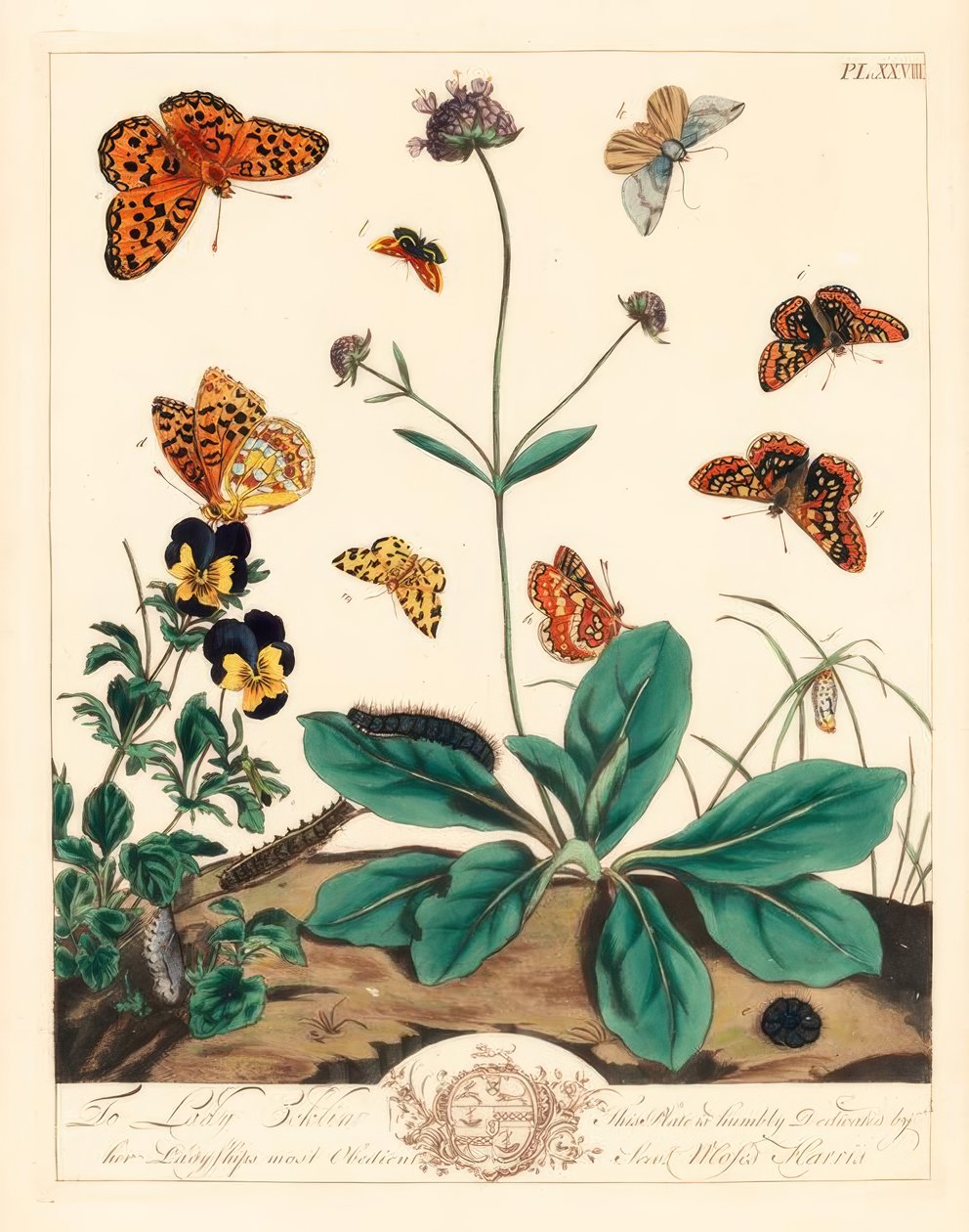 Fettige Fritillarie, Euphydryas aurinia, Hohe Braune Fritillarie, Fabriciana adippe, Dreifachbarmotte, Aplocera plagiata, Geflecktes Gelb, Pseudopanthera macularia, und Purpurrote Goldmotte, Pyrausta purpuralis, auf Teufelsbiss-Skabiose, Succisa pratensis, von Moses Harris