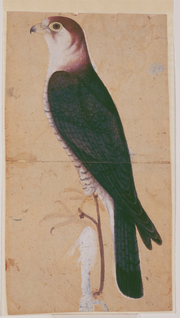 Falke von Mughal School