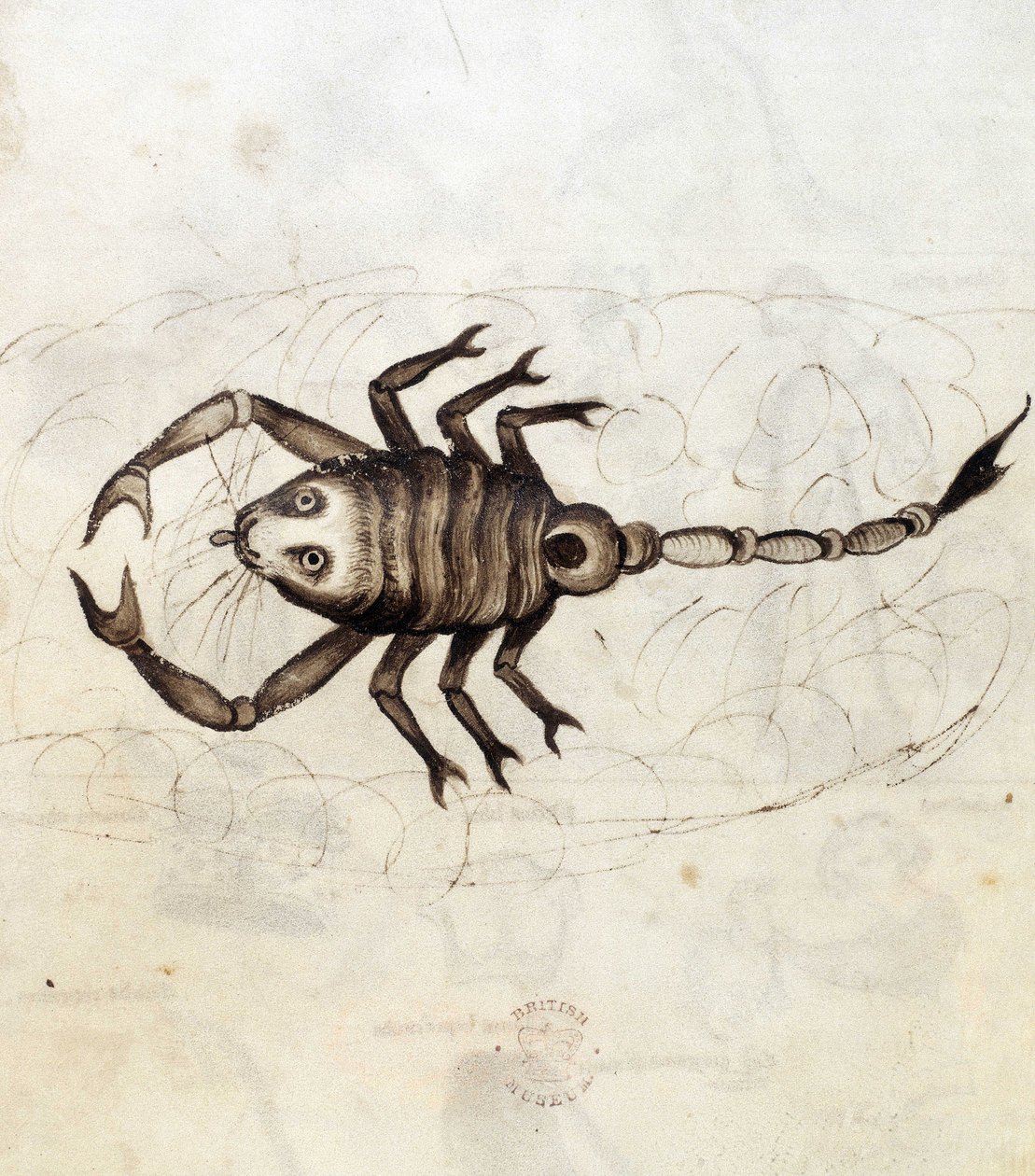 Das Sternzeichen Skorpion (Pergament) von Netherlandish School