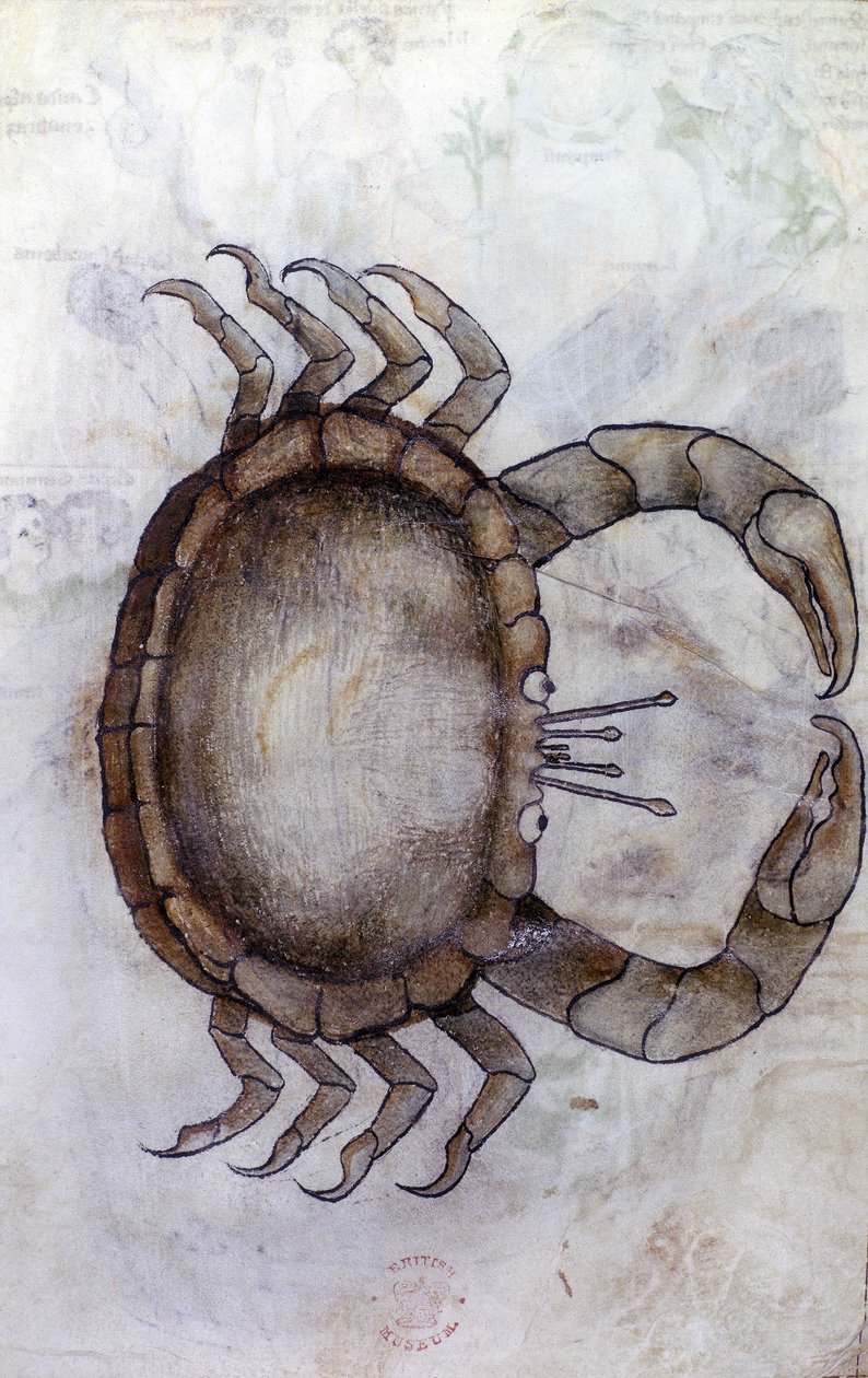 Sloane 3983 f.14v, Ein Krebs, Sternzeichen Krebs von Netherlandish School