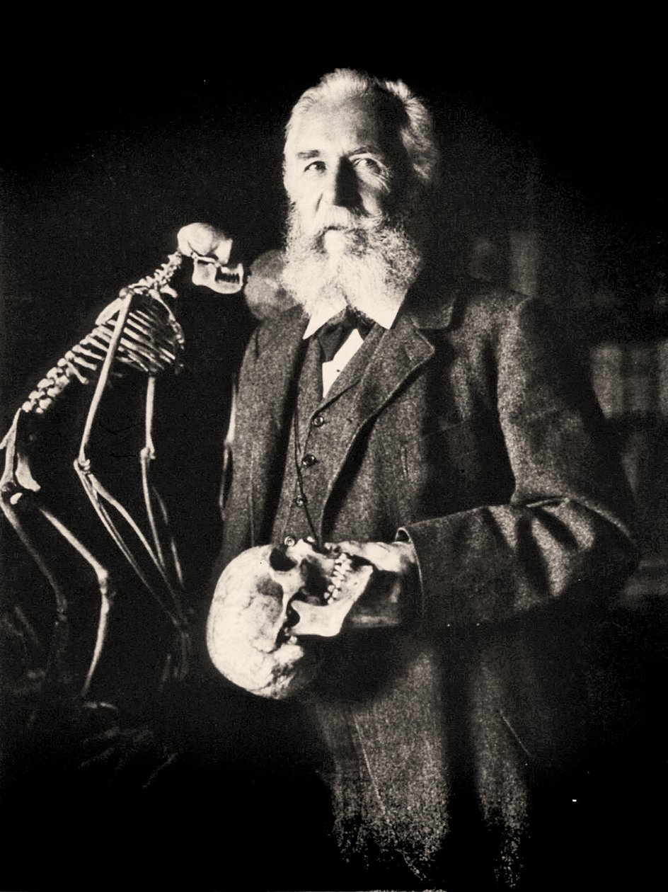 Porträt von Ernst Haeckel neben dem Skelett eines Affen, ca. 1860 von Nicola Perscheid