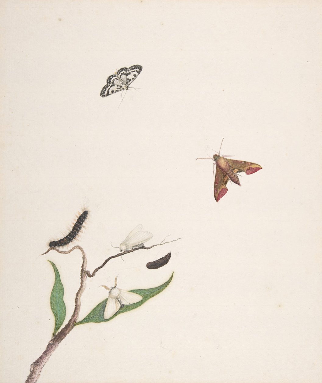 Eine Raupe und zwei Motten auf einem Ast und zwei Schmetterlinge von Nicolaas Struyk