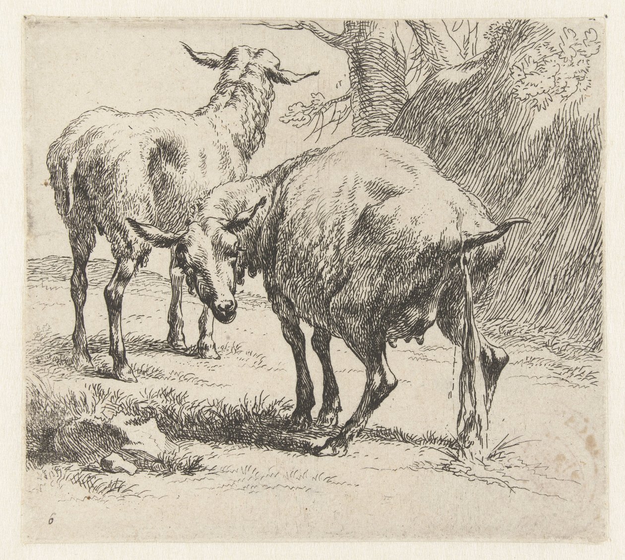 Pissendes Schaf und ein Schaf (Schafe, Animalia ad vivum delineata et aqua forti aeri impressa Studio et Arte Nicolai Berchemi) von Nicolaes Pietersz Berchem