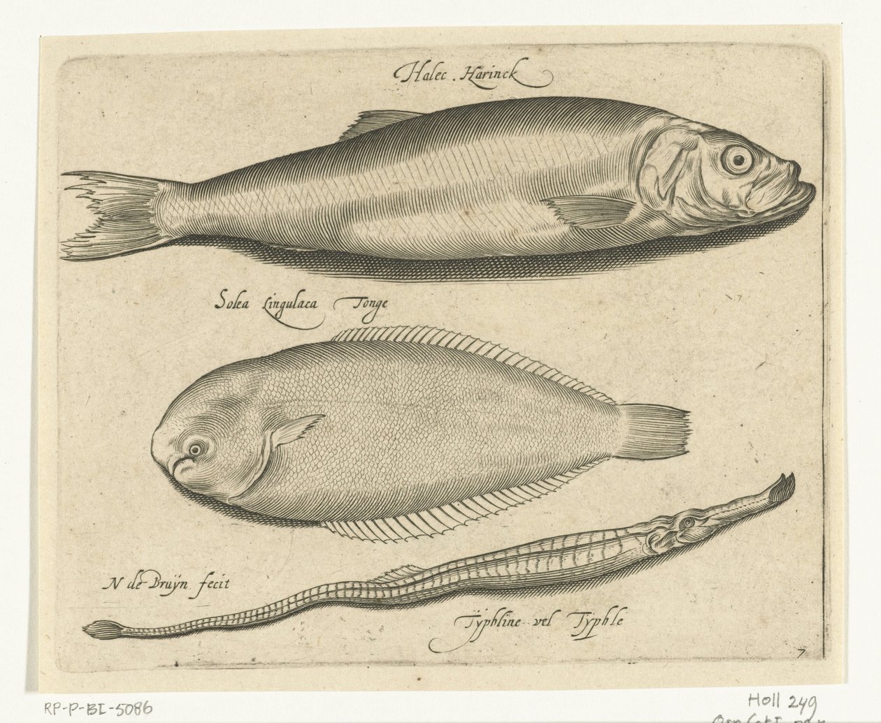 Hering, Zunge und Seenadel von Nicolaes de Bruyn