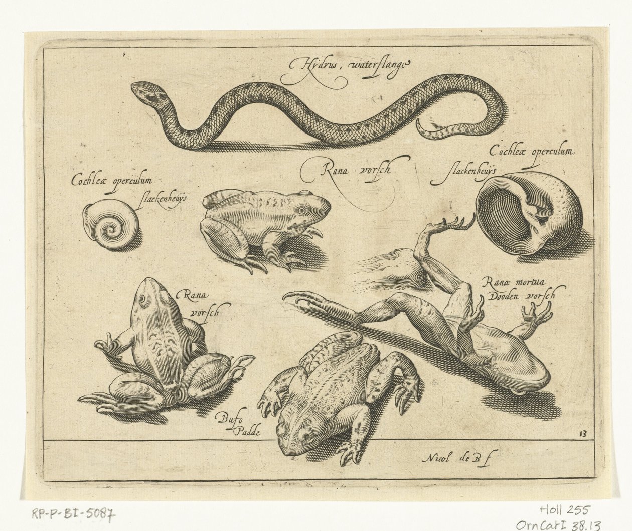 Wasserschlange, Frösche und Kröten von Nicolaes de Bruyn
