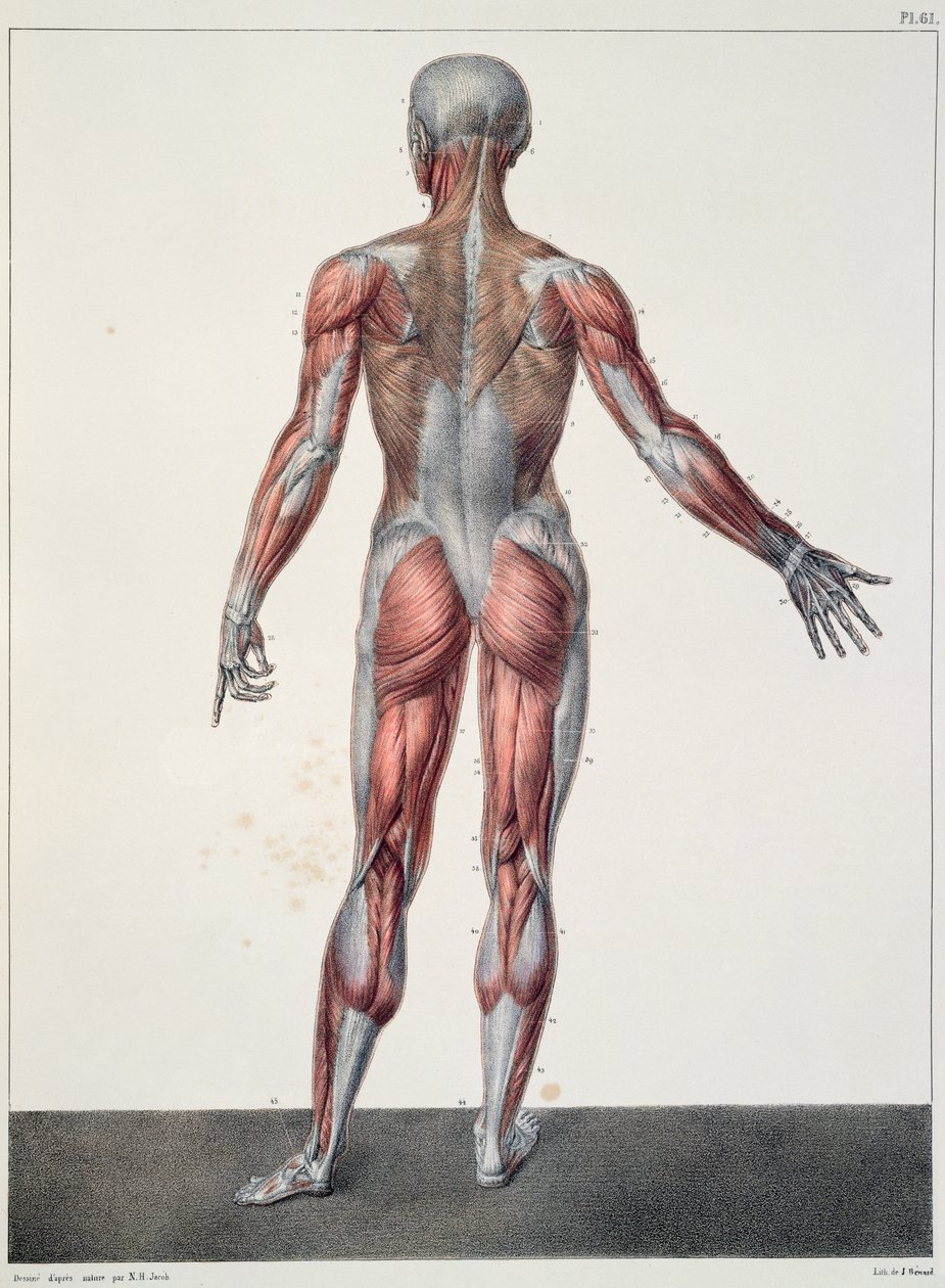 Anatomie des menschlichen Körpers, aus 