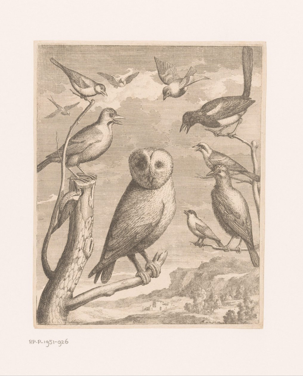 Eule und andere Vögel von Nicolas Robert (possibly)