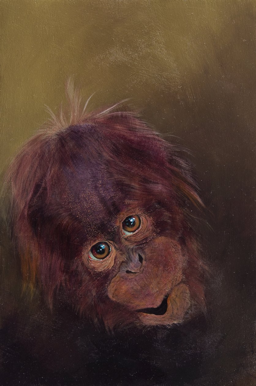 Baby-Orang-Utan 2, 2010 von Odile Kidd