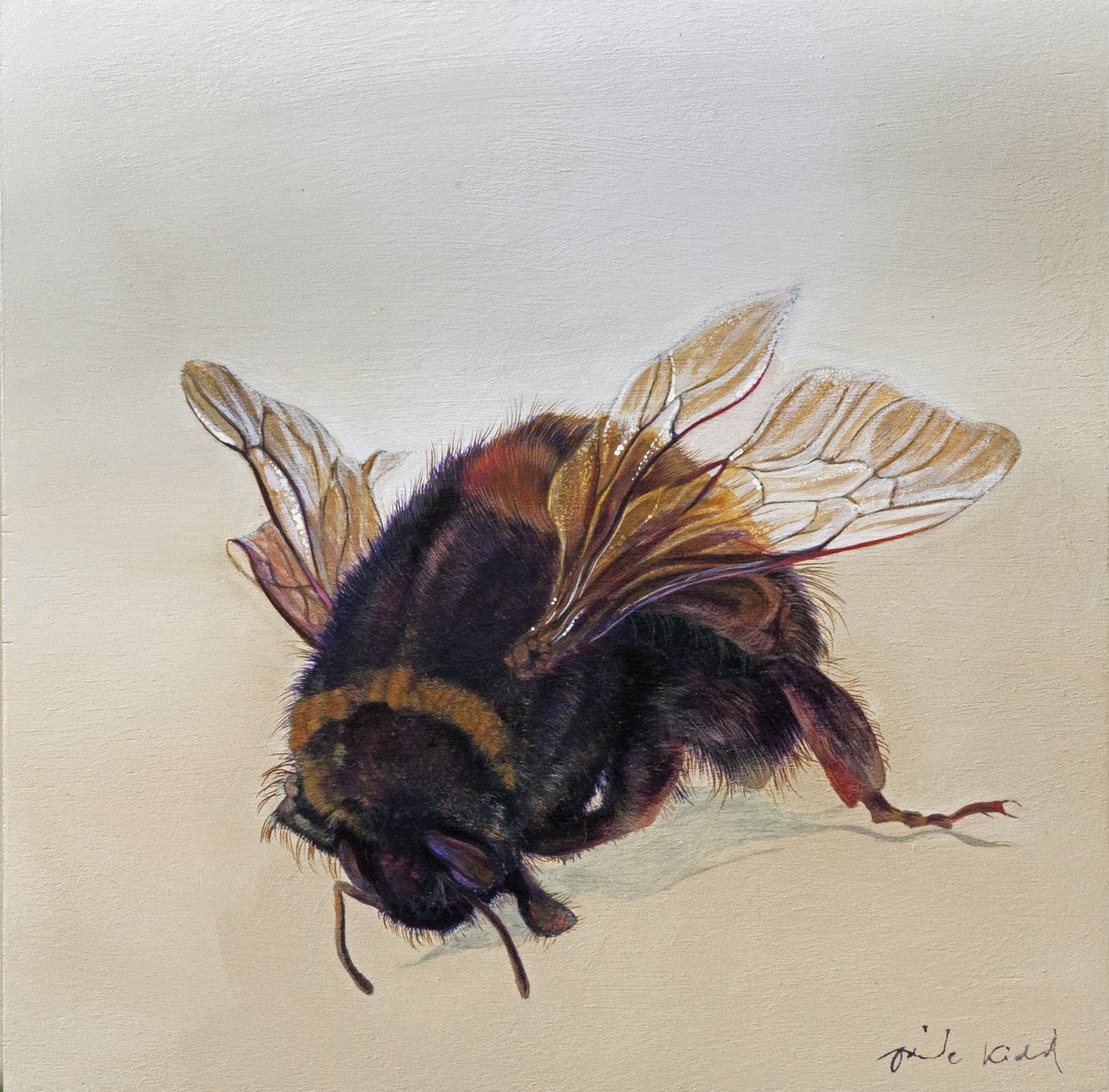Bombus terrestris 10, 2013 von Odile Kidd