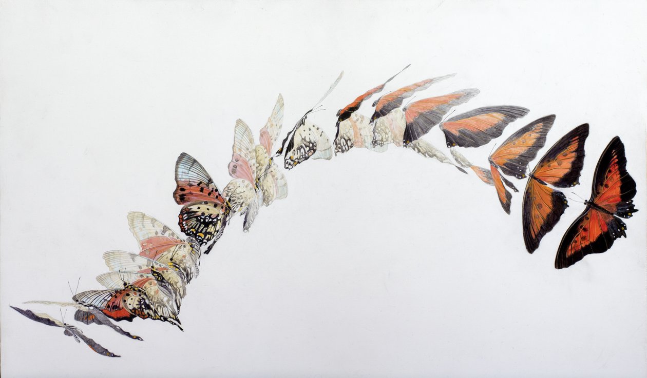 Charaxes zingha Flugmuster von Odile Kidd