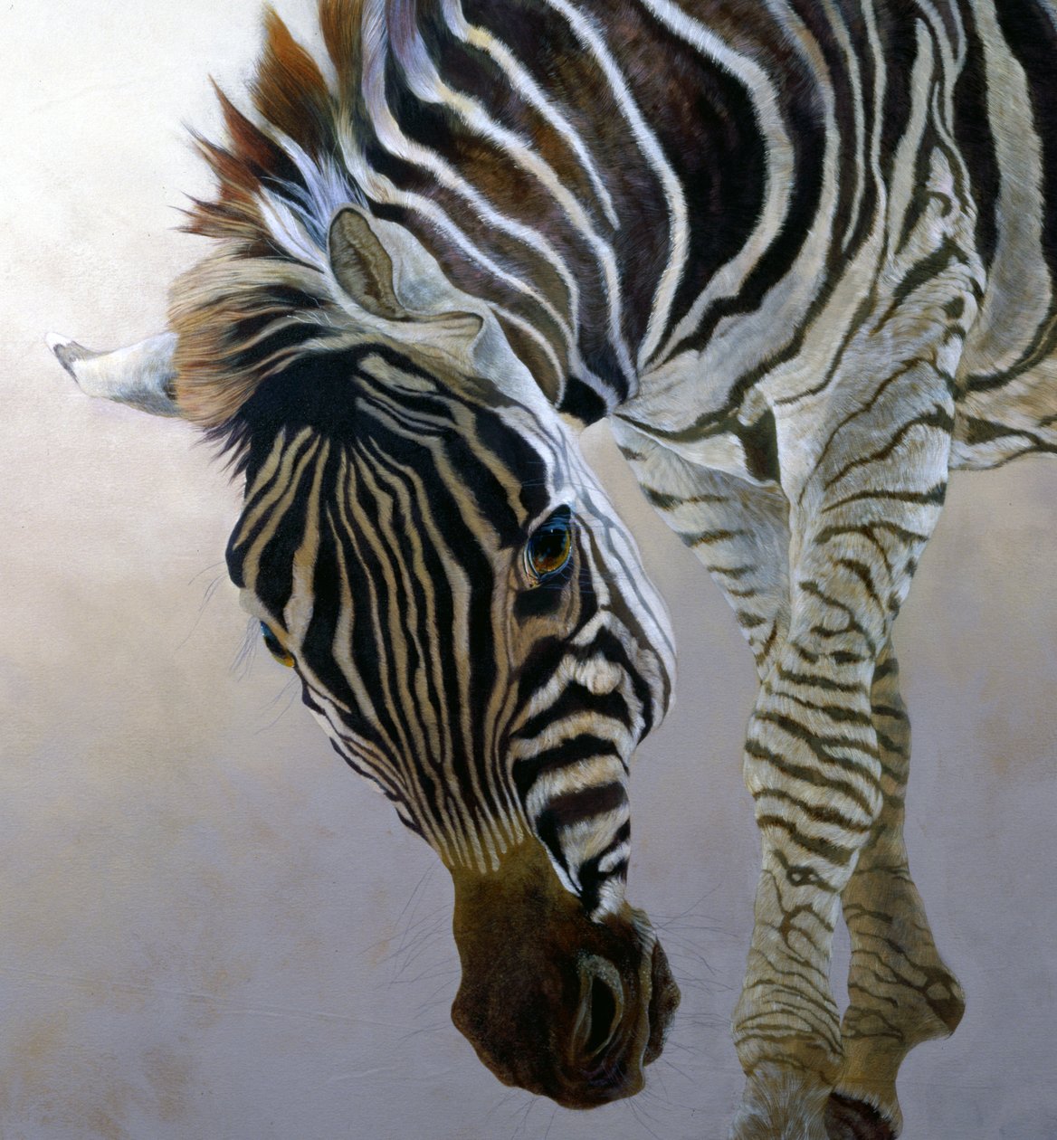 Equus burchelli 2 (Detail) von Odile Kidd