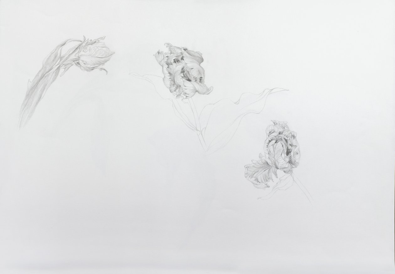 Estella rijnveld 1, 2013 von Odile Kidd
