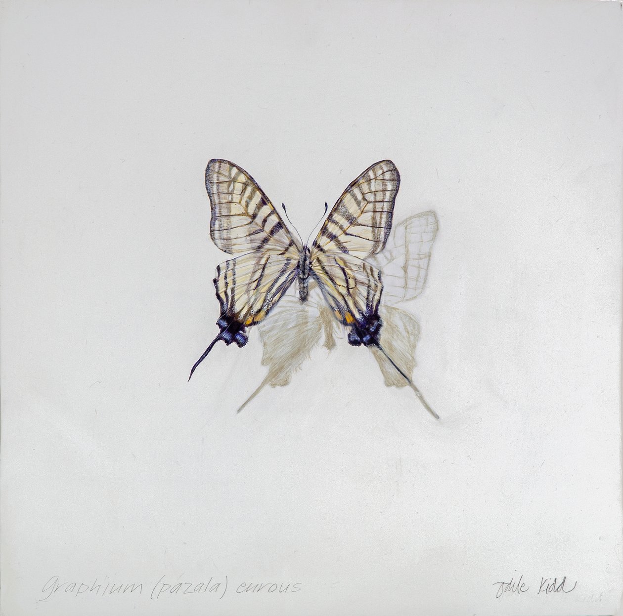 Graphium (Pazala) eurosus, 2014 von Odile Kidd