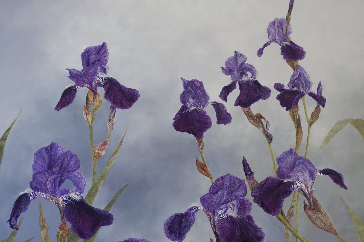 Iris hybrida (Detail), 2015 von Odile Kidd