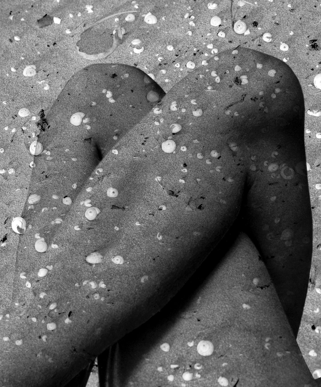 Muschelbeine, 2019 von Olivia Gozzano