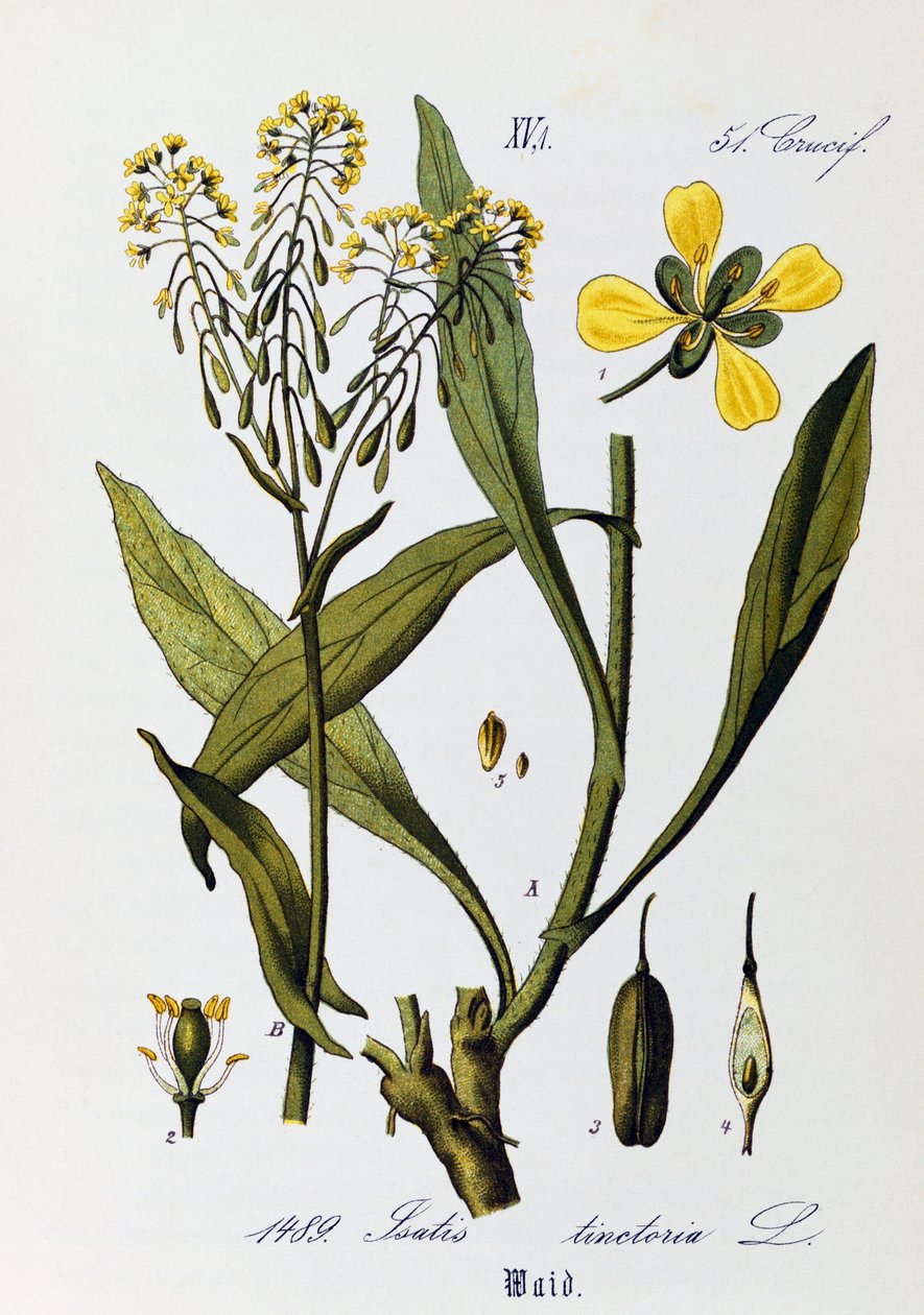 Blätter, Früchte und Blumen von Waid (Isatis tinctoria), Illustration von Otto Wilhelm Thome aus Flora von Deutschland, Österreich und der Schweiz von Otto Wilhelm Thome