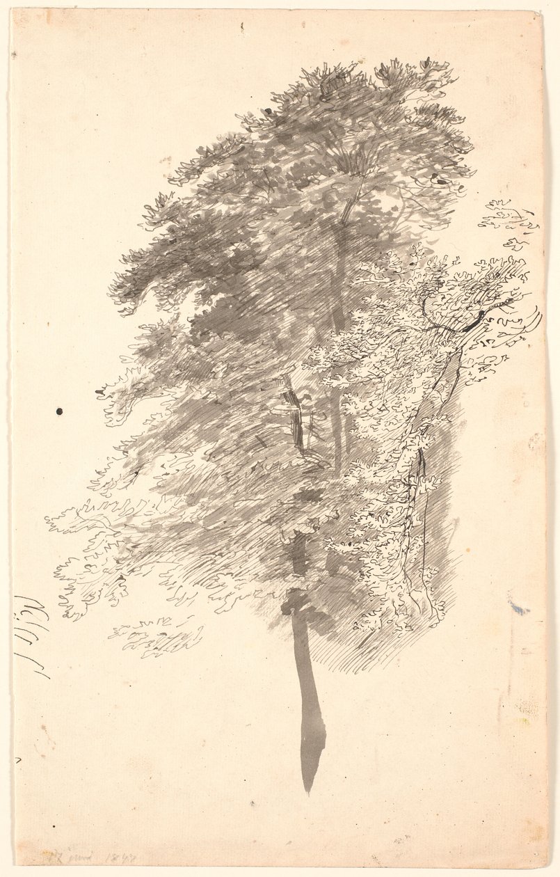 Studie hoher schlanker Bäume mit Laub von P.C. Skovgaard