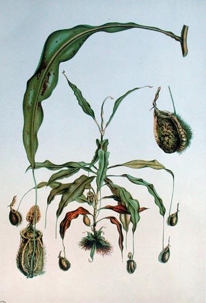 Nepenthes Hookeriana, botanische Platte aus 