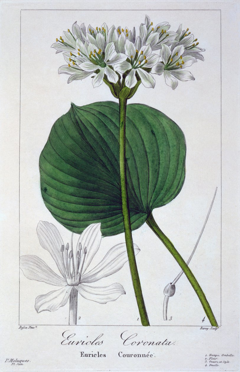 Euricles coronata, veröffentlicht 1836 von Panacre Bessa