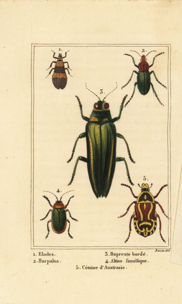 Sumpfkäfer, Elodes 1, Harpalus-Käfer 2, Prachtkäfer, Buprestis 3, Flohkäfer, Altica famelica 4, und Rosenkäfer, Cetonia-Arten 5 von Pancrace (after) Bessa