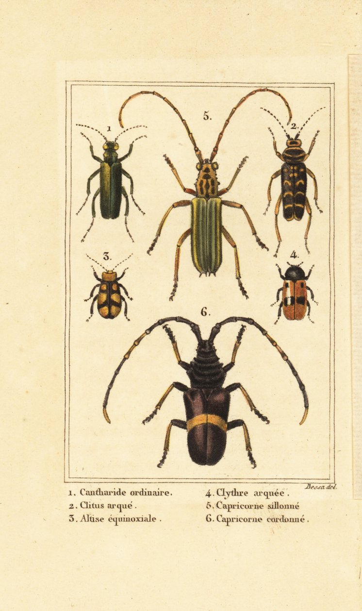 Spanische Fliege, Lytta vesicatoria 1, Wespenkäfer, Clytus arietis 2, Altica equinoctialis 3, Clytra quadripunctata 4, Bockkäfer, Chlorida festiva 5 und Trachyderes succinctus 6 von Pancrace (after) Bessa