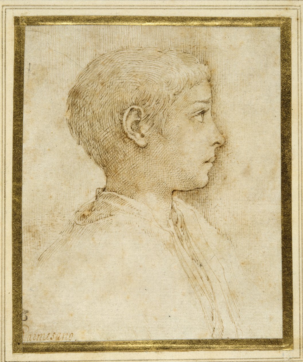 Büste eines Jungen im Profil nach rechts von Parmigianino