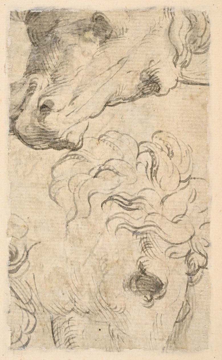 Zwei Studien von Pferdeköpfen (Fragment) von Parmigianino