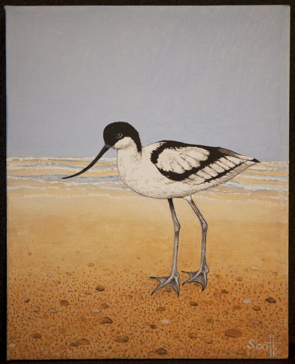 Säbelschnäbler, 2016 von Pat Scott