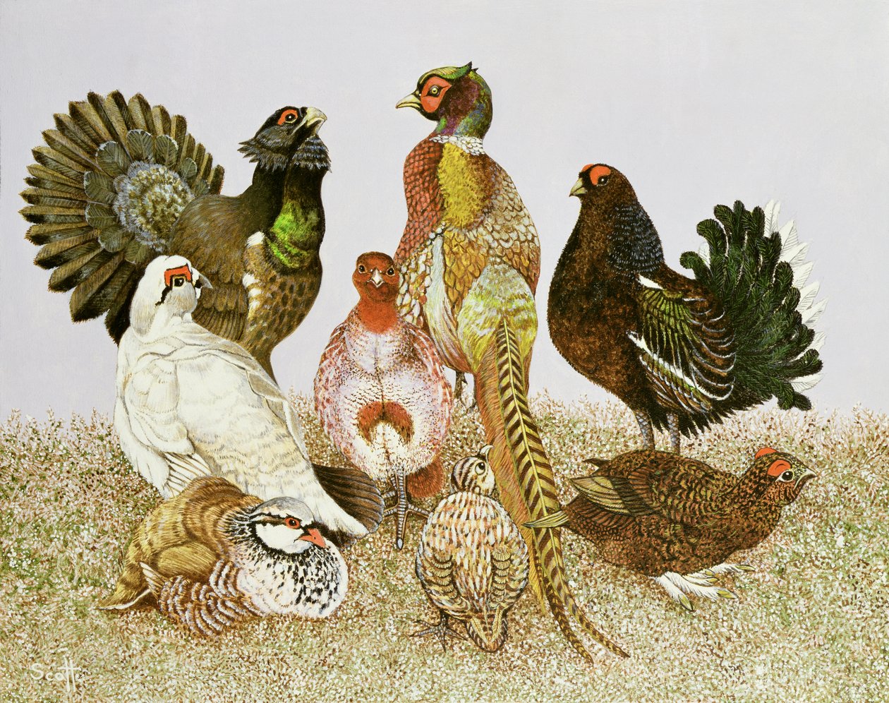 Wildvögel von Pat Scott
