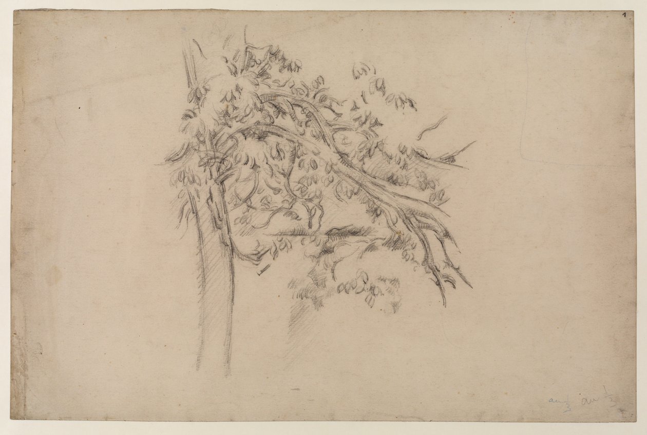 Studie eines Baumes, ca. 1885-87 (Graphit auf Papier) von Paul Cézanne