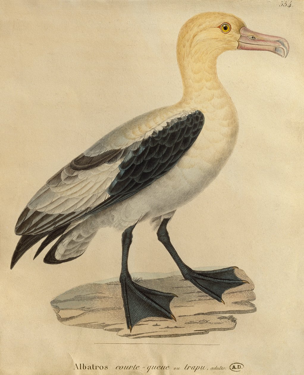 Albatros mit kurzem Schwanz (Farbstich) von Paul Louis Oudart